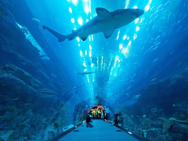 Aquarium Tunnel in Dubai: immersive venue with stunning marine life for events.