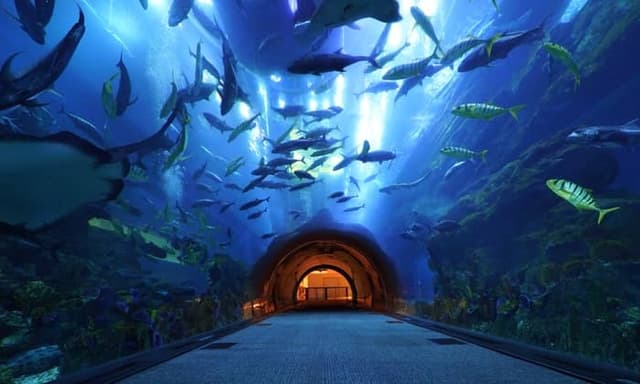 Aquarium Tunnel