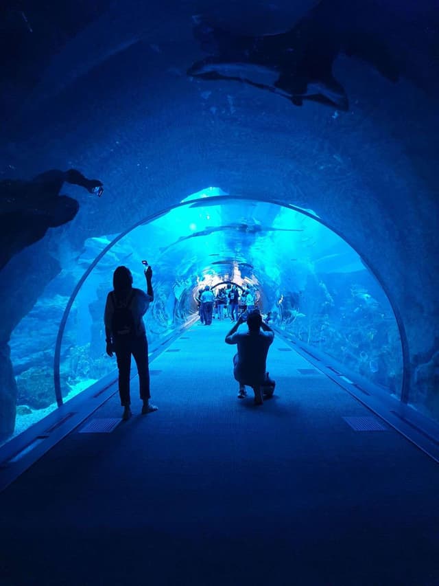 Aquarium Tunnel