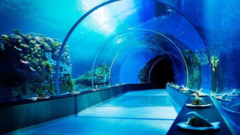 Underwater tunnel in Den Blå Planet, vibrant coral for unique corporate events.