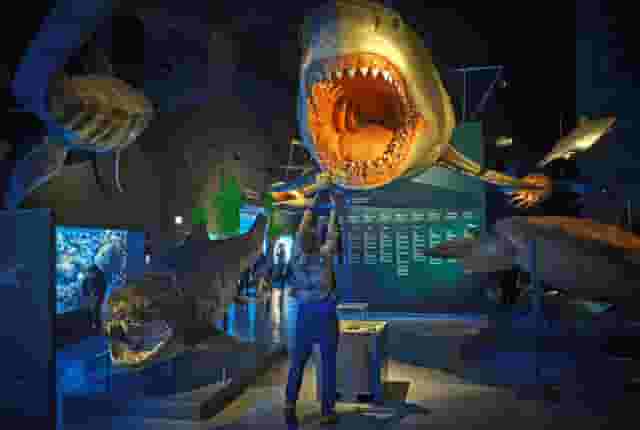 Main Aquarium Hall