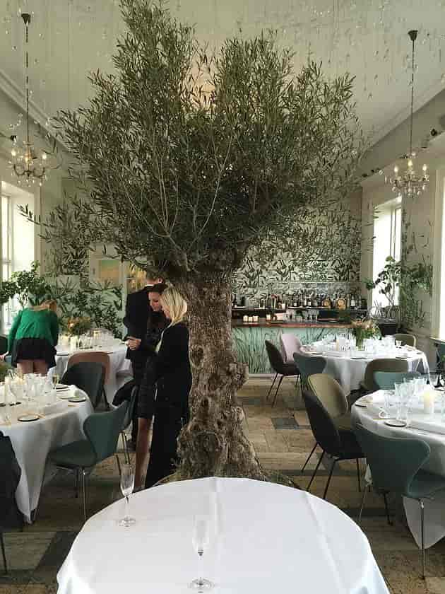 Event space at Mielcke & Hurtigkarl with olive tree centerpiece for gatherings.