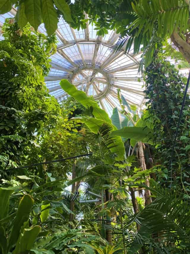 Palm House Terrace
