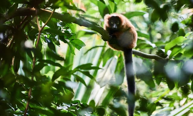 Animal park