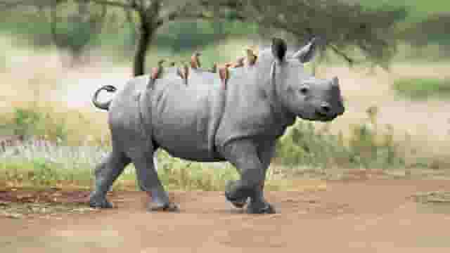 Animal park