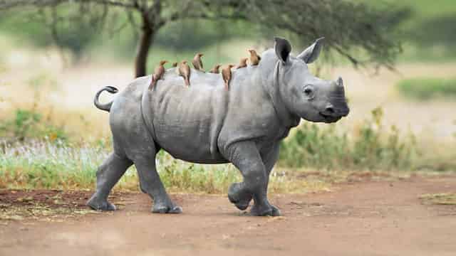 Animal park
