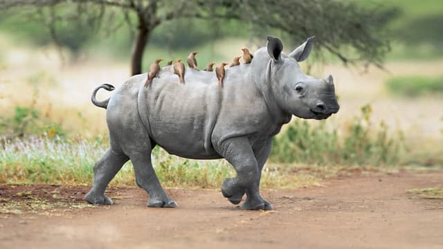 Animal park