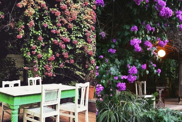 Garden Cafe outdoor space with rustic seating, ideal for events and gatherings.