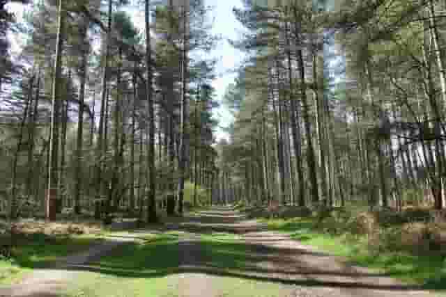 Go Ape Sherwood Pines