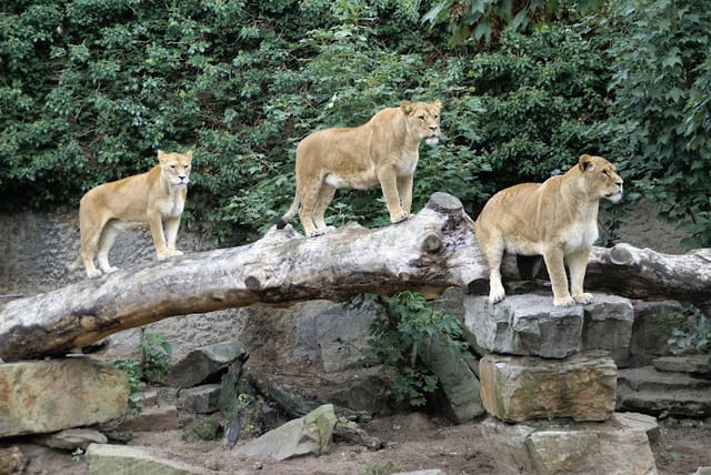 Lions on log at Tiger Hall, ARTIS: outdoor event inspiration, teamwork themes.