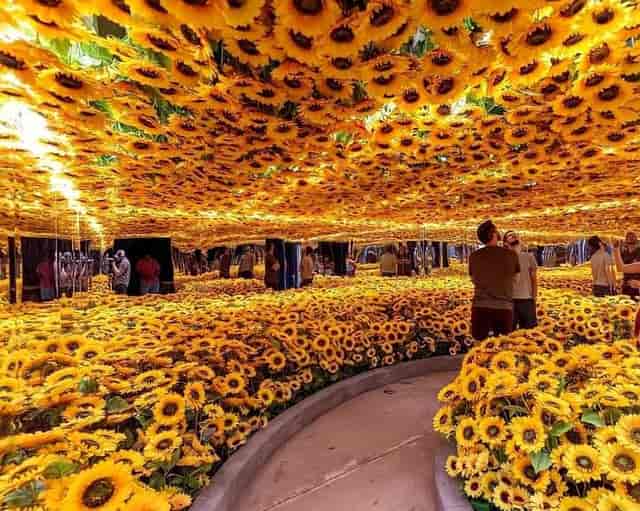 Vibrant sunflower garden installation at Van Gogh Museum, ideal for creative events.