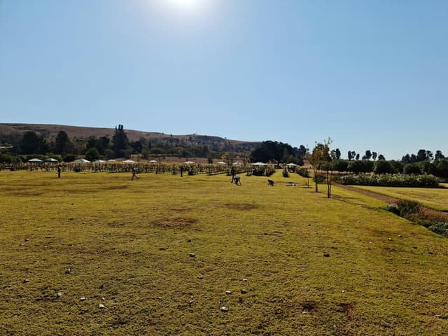 The Vineyard
