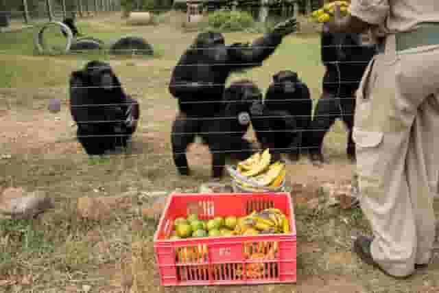 Chimpanzee Sanctuary