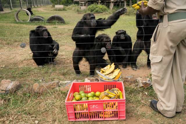 Sweetwaters sanctuary: Chimpanzees ...
