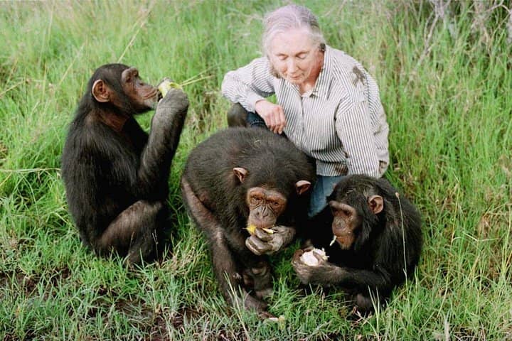 Ol Pejeta Conservancy Full-Day Tour ...