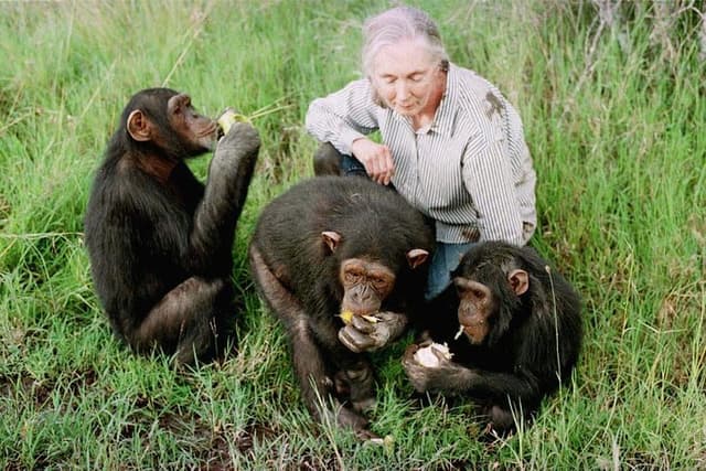 Chimpanzee Sanctuary