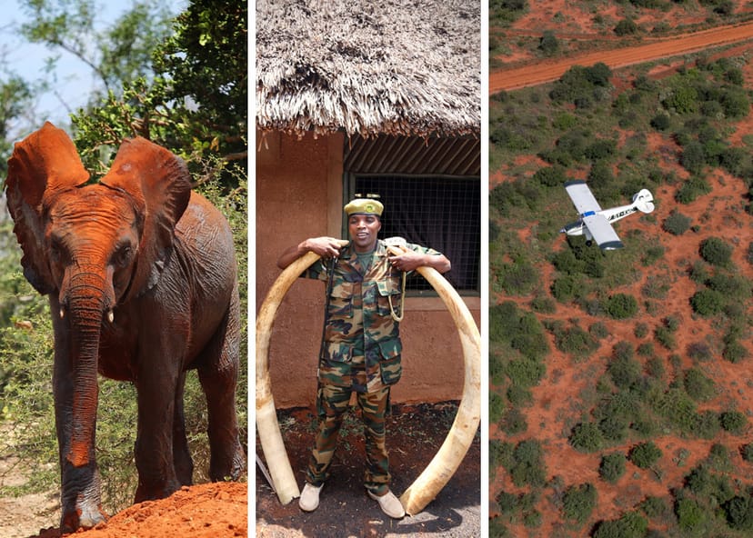 Elephant and ranger in Kenya showcase wildlife conservation for eco-friendly events.