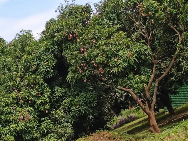 Cheptebo Conference Centre: Lush outdoor venue for events with fruit trees and serene greenery.