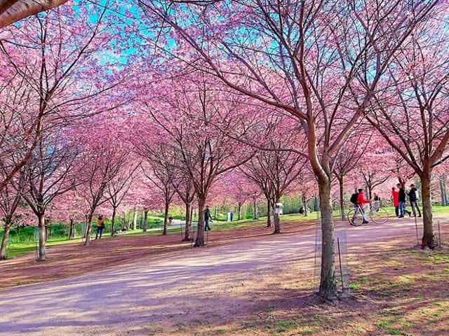 Kirsikkapuisto park with blooming cherry blossoms, perfect for spring events and gatherings.