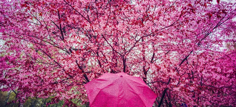 Kirsikkapuisto cherry blossoms with a pink umbrella for spring events and gatherings.