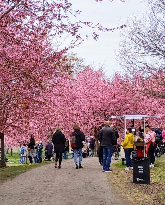 Cherry blossoms at Kirsikkapuisto, ideal for spring festivals and outdoor events.