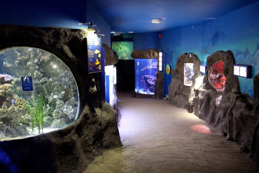 "SEA LIFE Linnanmäki: vibrant aquatic venue for events and meetings in a unique setting."