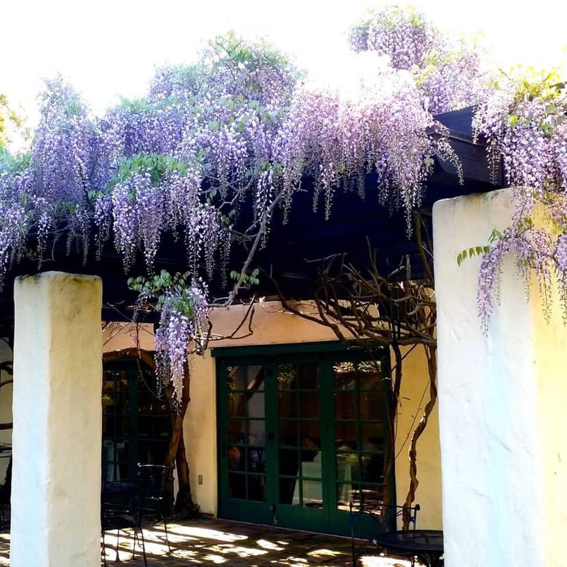 Charming Café Wisteria pergola with cascading wisteria for weddings and garden parties.