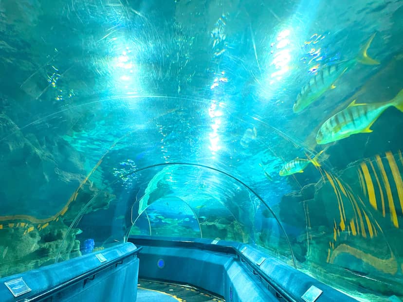 Underwater tunnel at Blue Zoo Beijing, ideal for corporate events and private parties.