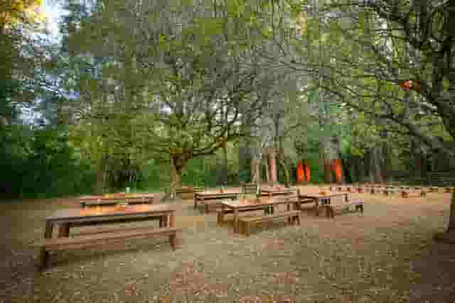 Redwood Grove