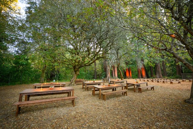 Redwood Grove