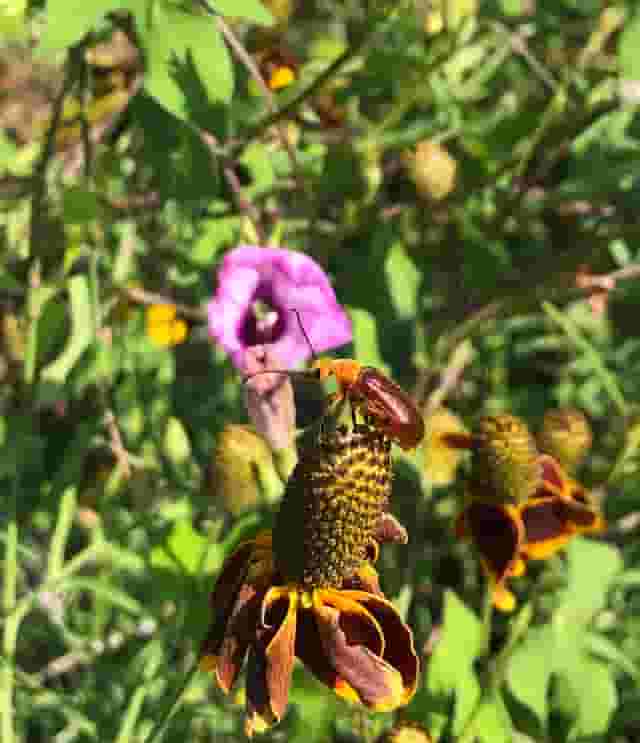 Natives Nursery