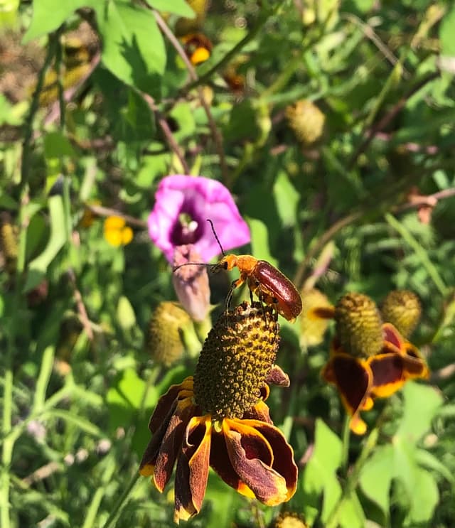 Natives Nursery