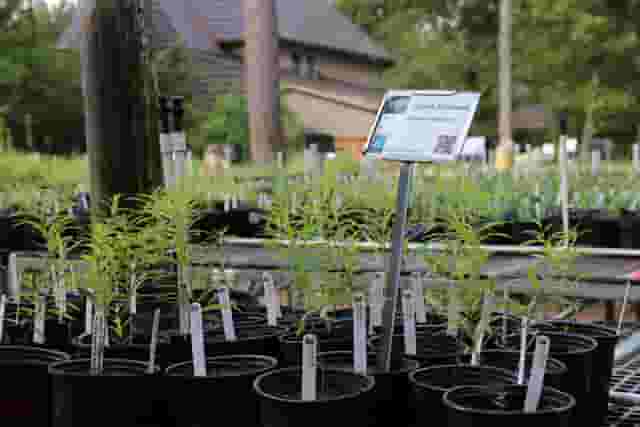 Natives Nursery