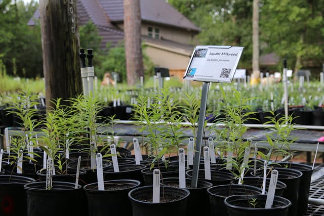 Natives Nursery