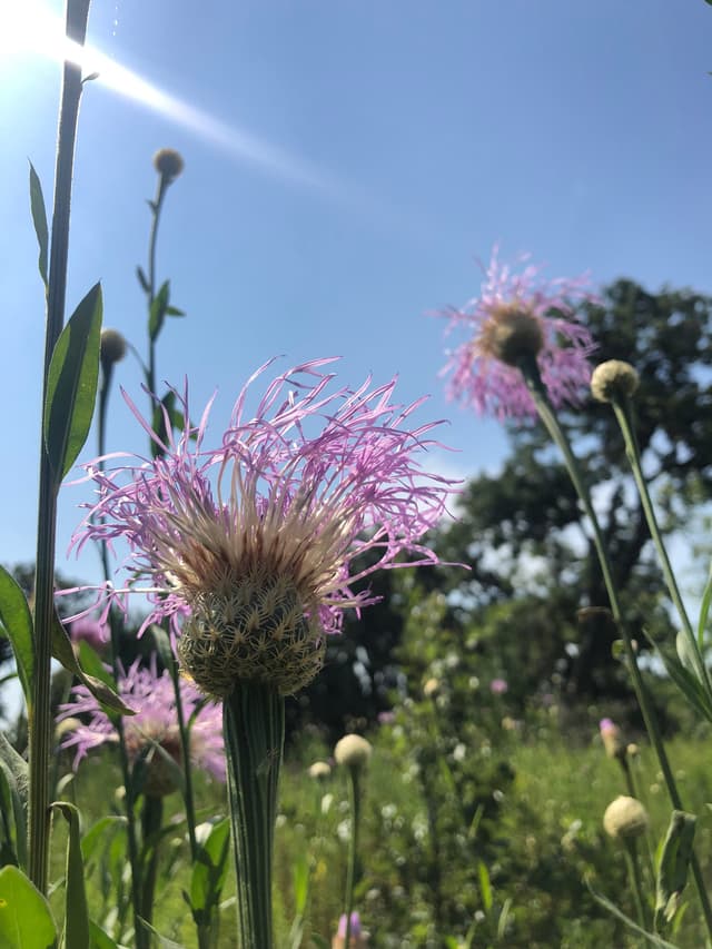 Natives Nursery