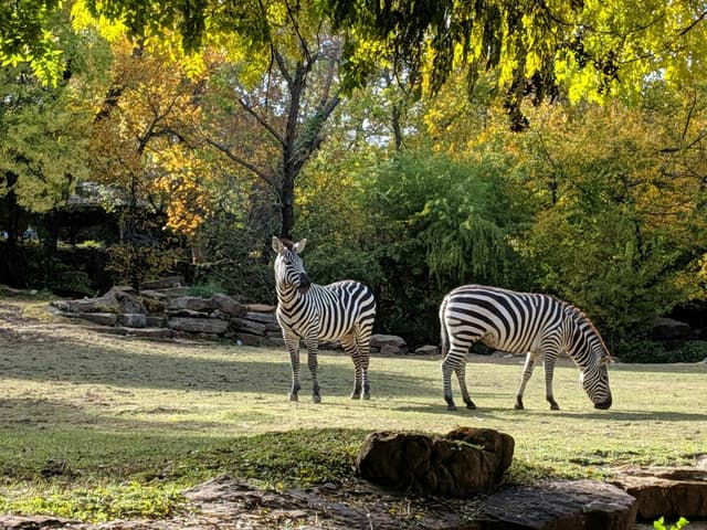Fort Worth Zoo