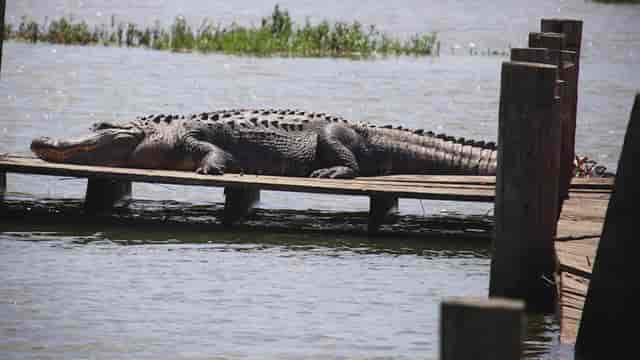 Alligator resting on a dock at Fort Worth Wildlife Sanctuary for unique nature events.