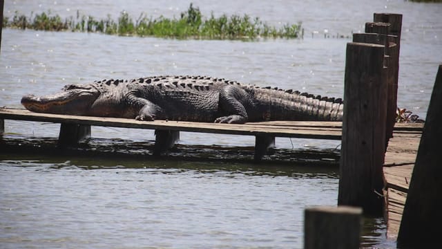 Alligator resting on a dock at Fort Worth Wildlife Sanctuary for unique nature events.