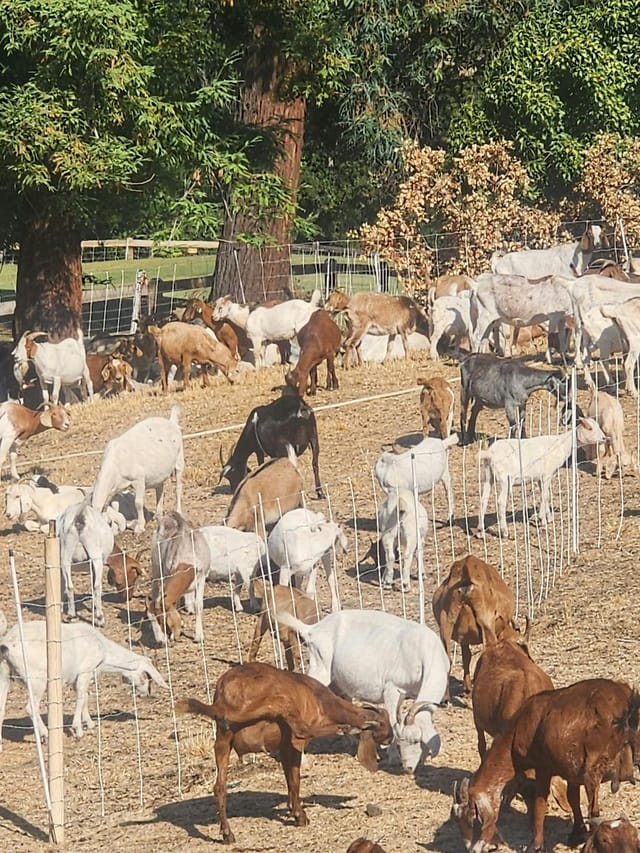 Diverse goats in San Jose Country Club patio, ideal for rustic outdoor events.