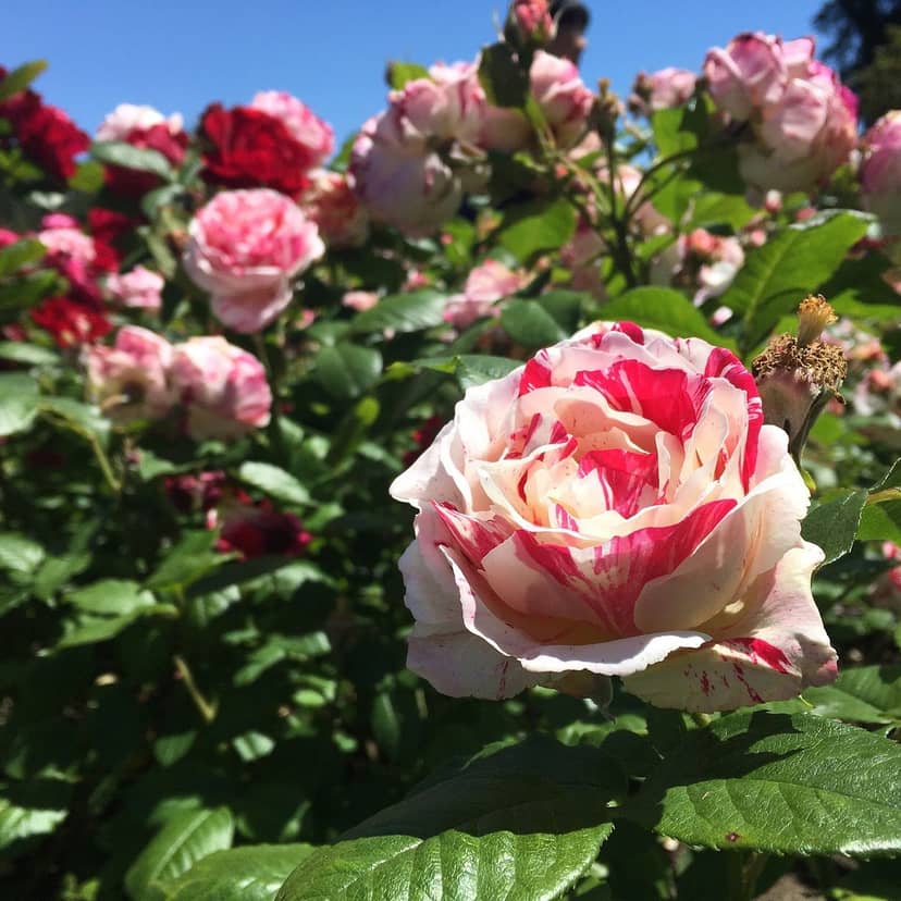 Vibrant multicolored rose at San Jose Municipal Rose Garden, perfect for events and floral decor.