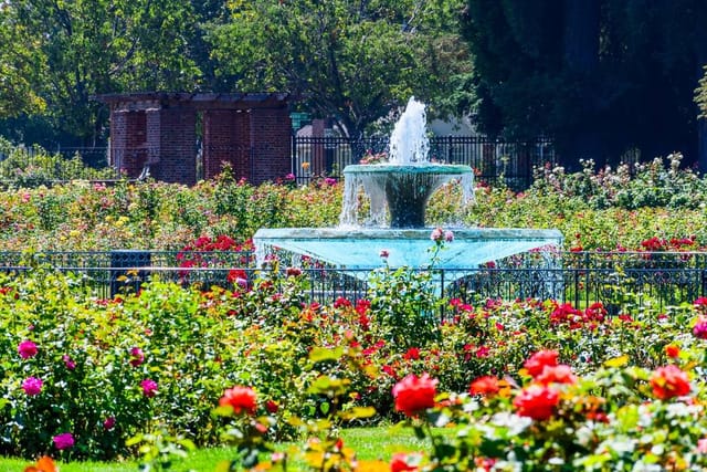 San Jose Rose Garden stage area with vibrant blooming roses, perfect for outdoor events.