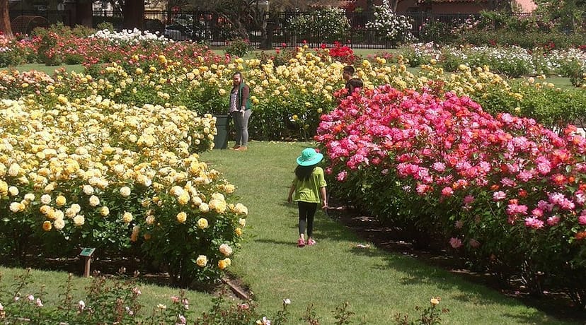 "Vibrant rose garden stage in San Jose for weddings and outdoor events."