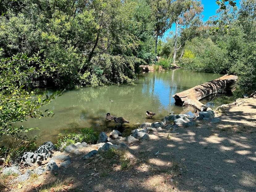 Vasona Lake County Park picnic area by serene waters, perfect for outdoor events and retreats.