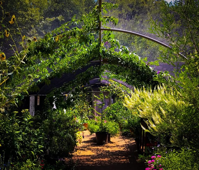 Butterfly House in Texas Discovery Gardens: vibrant greenhouse for events and retreats.