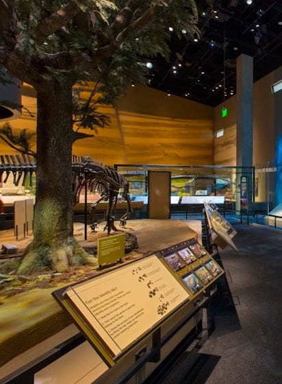Dinosaur Fossils in Dallas - Perot Museum