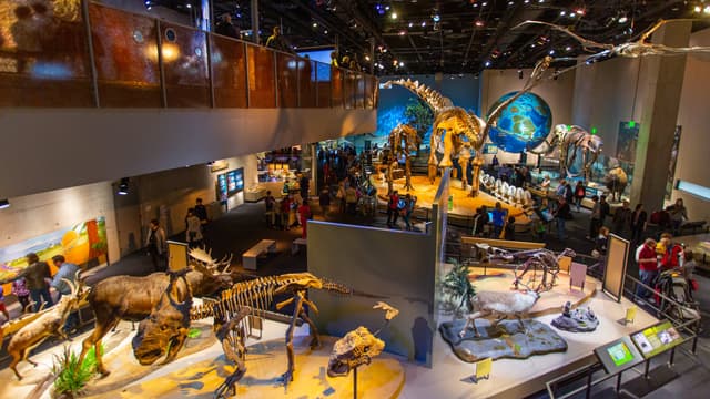 Museo completo