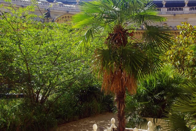 The Inner Garden