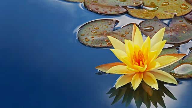 Water lily in serene meditation center, perfect for wellness retreats and outdoor events.