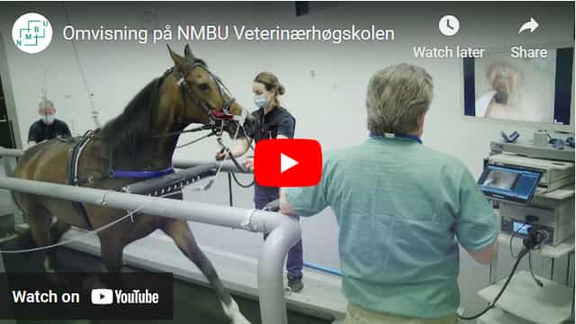 Equine treadmill vet science event, NMBU.