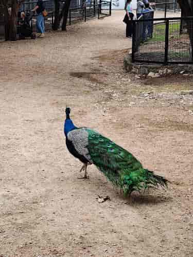 Austin Zoo Peacock Picnic Event